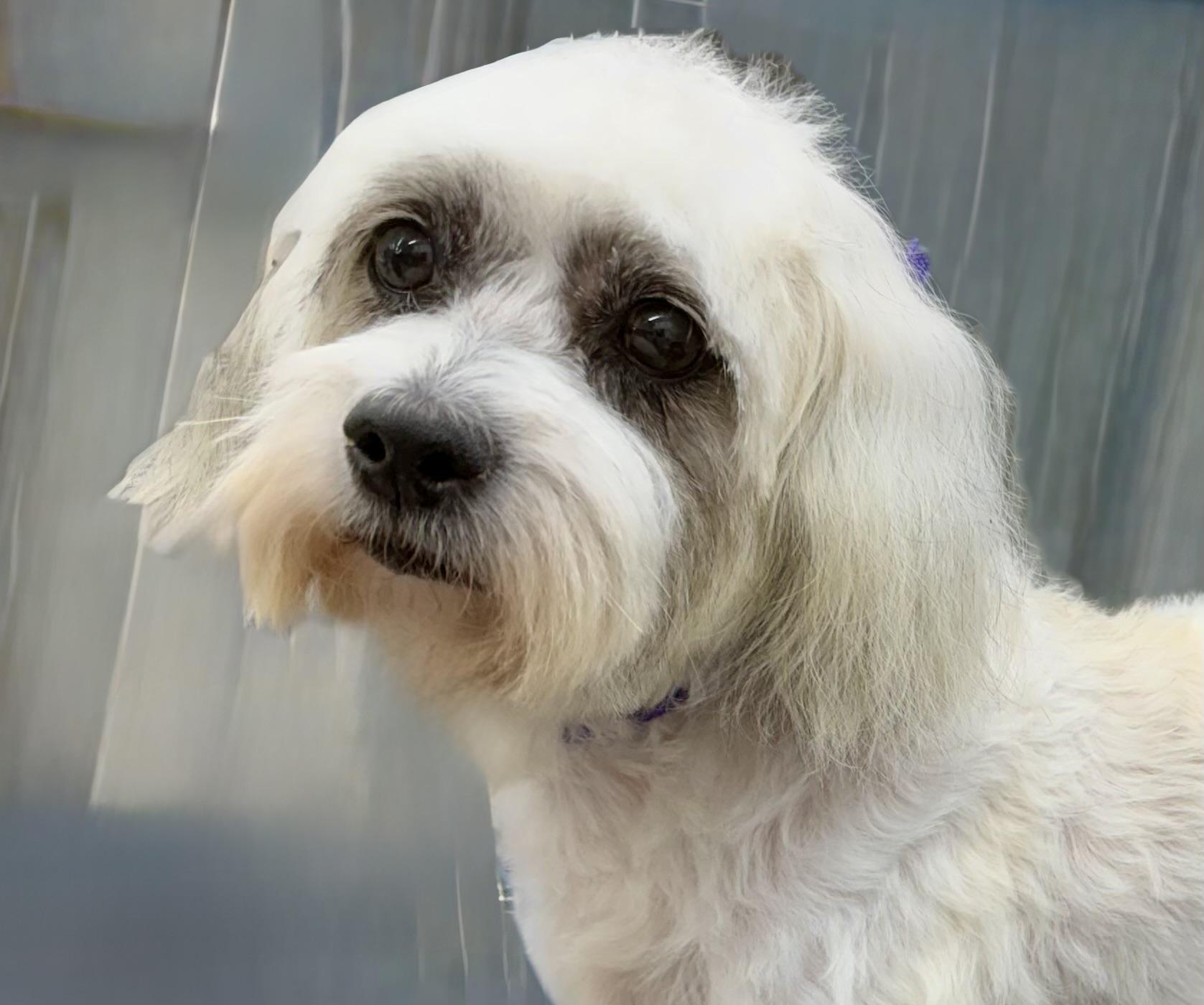 Maci , an adopted mixed breed in West Palm Beach, FL image 1/6