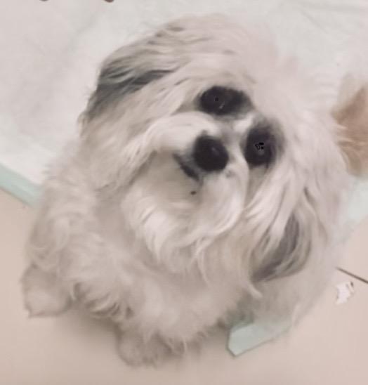 Enlarge Maci , a Adoptable mixed breed in West Palm Beach, FL image 2/5