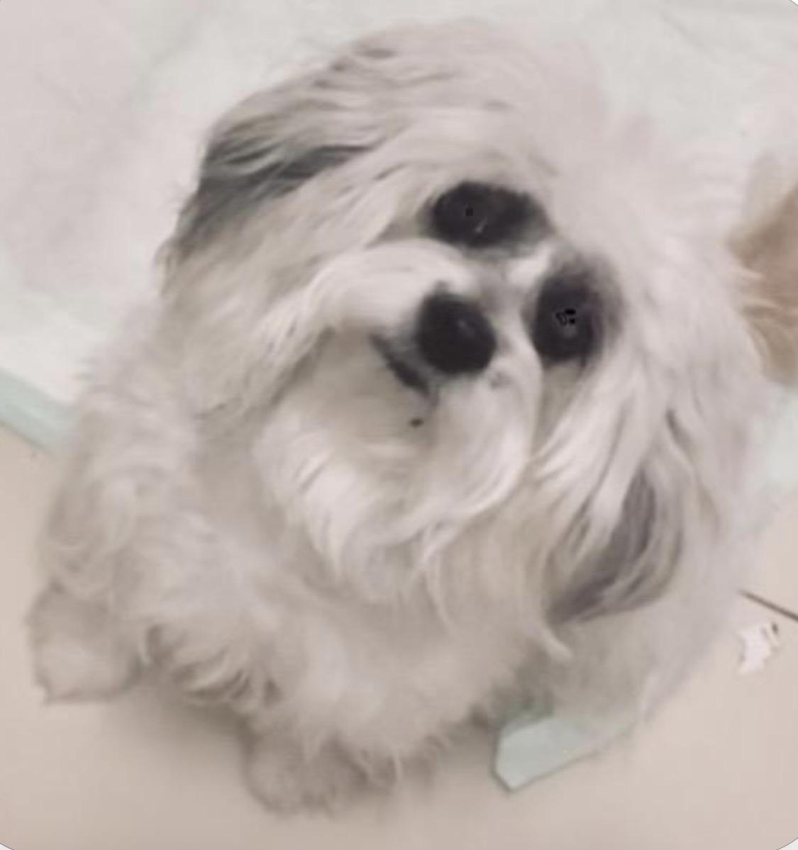Maci , an adopted mixed breed in West Palm Beach, FL image 4/6