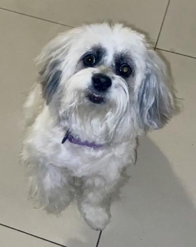 Enlarge Maci , a Adoptable mixed breed in West Palm Beach, FL image 4/5