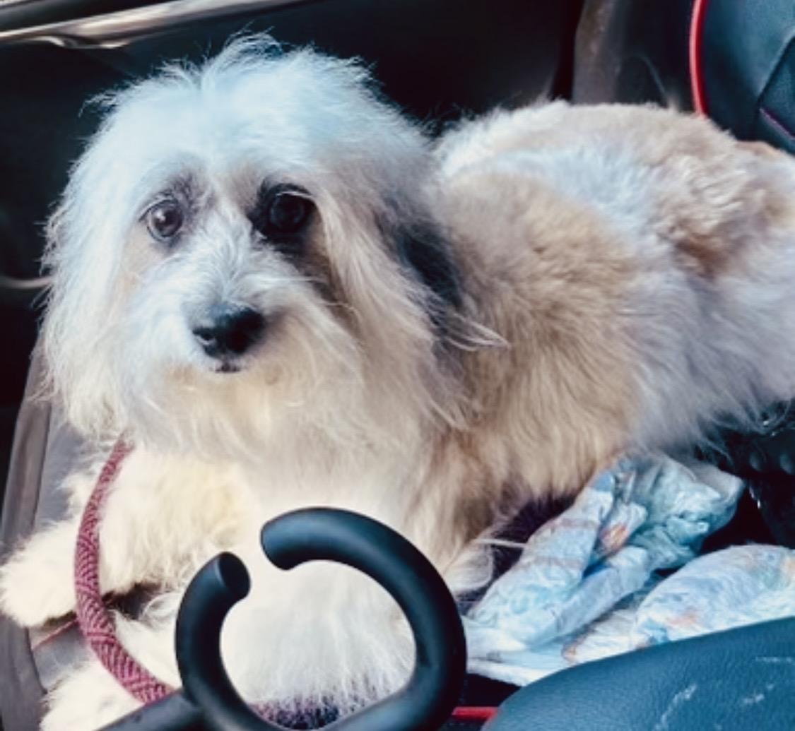 Enlarge Maci , a Adoptable mixed breed in West Palm Beach, FL image 3/5