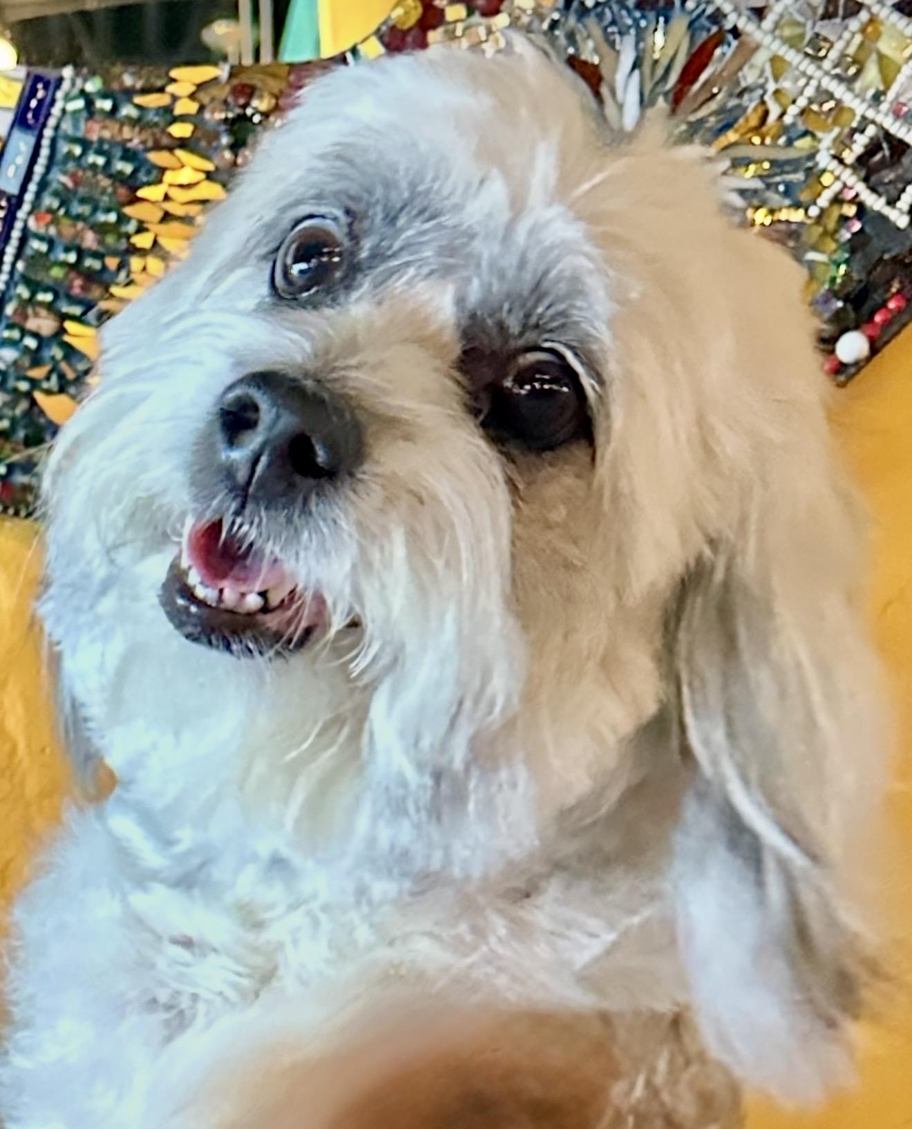 Maci , an adopted mixed breed in West Palm Beach, FL image 5/6