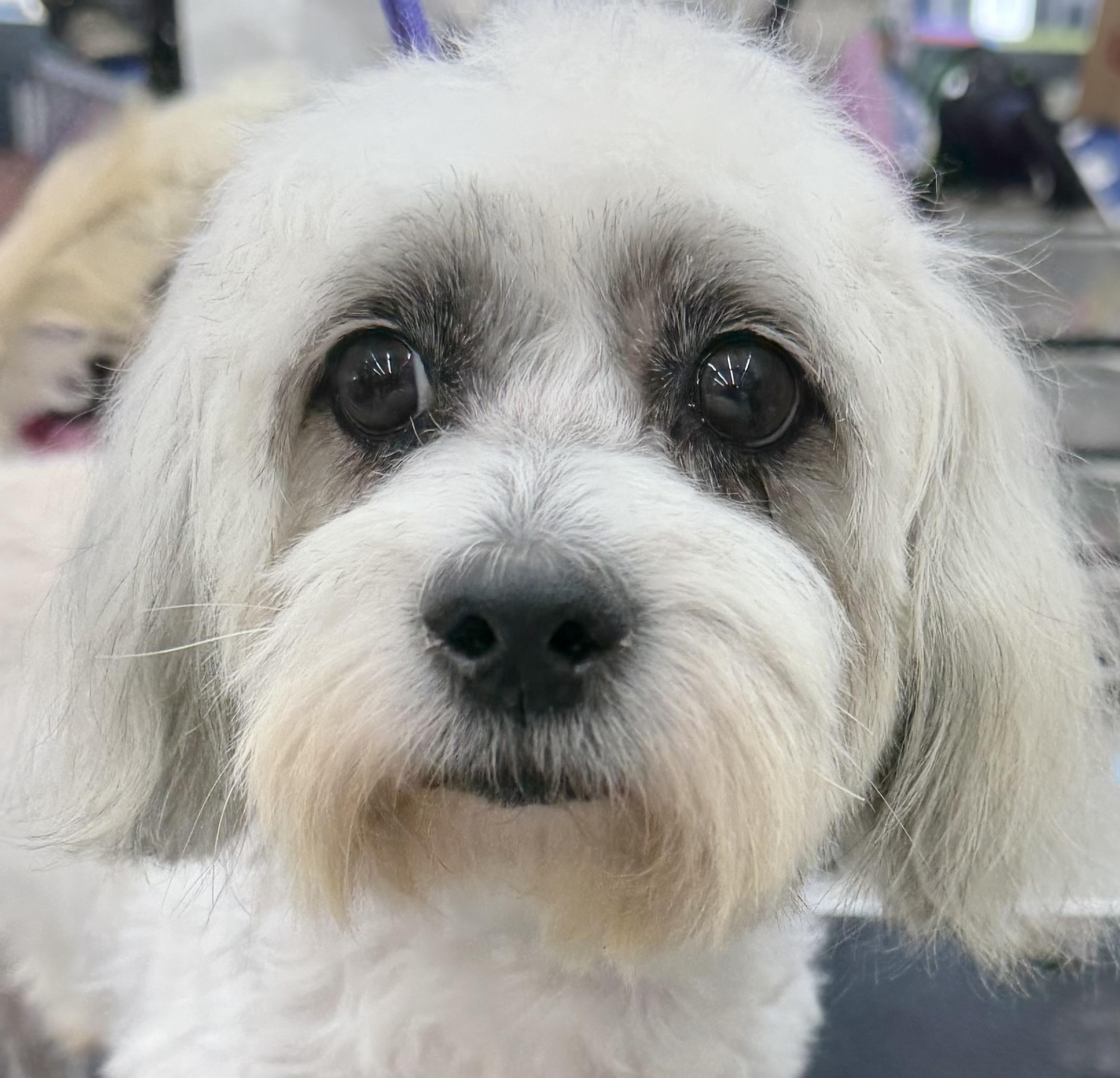 Maci , an adopted mixed breed in West Palm Beach, FL image 3/6