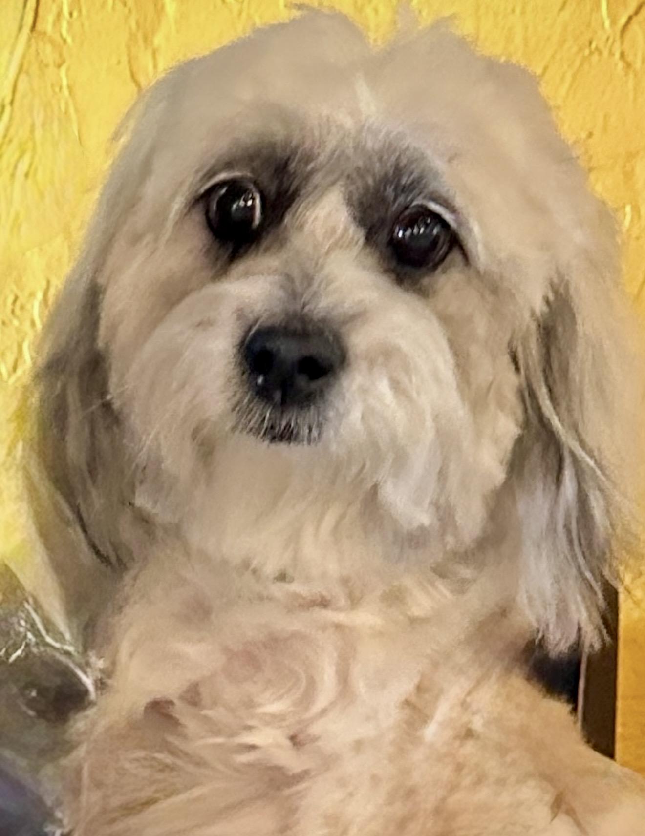 Maci , an adopted mixed breed in West Palm Beach, FL image 6/6
