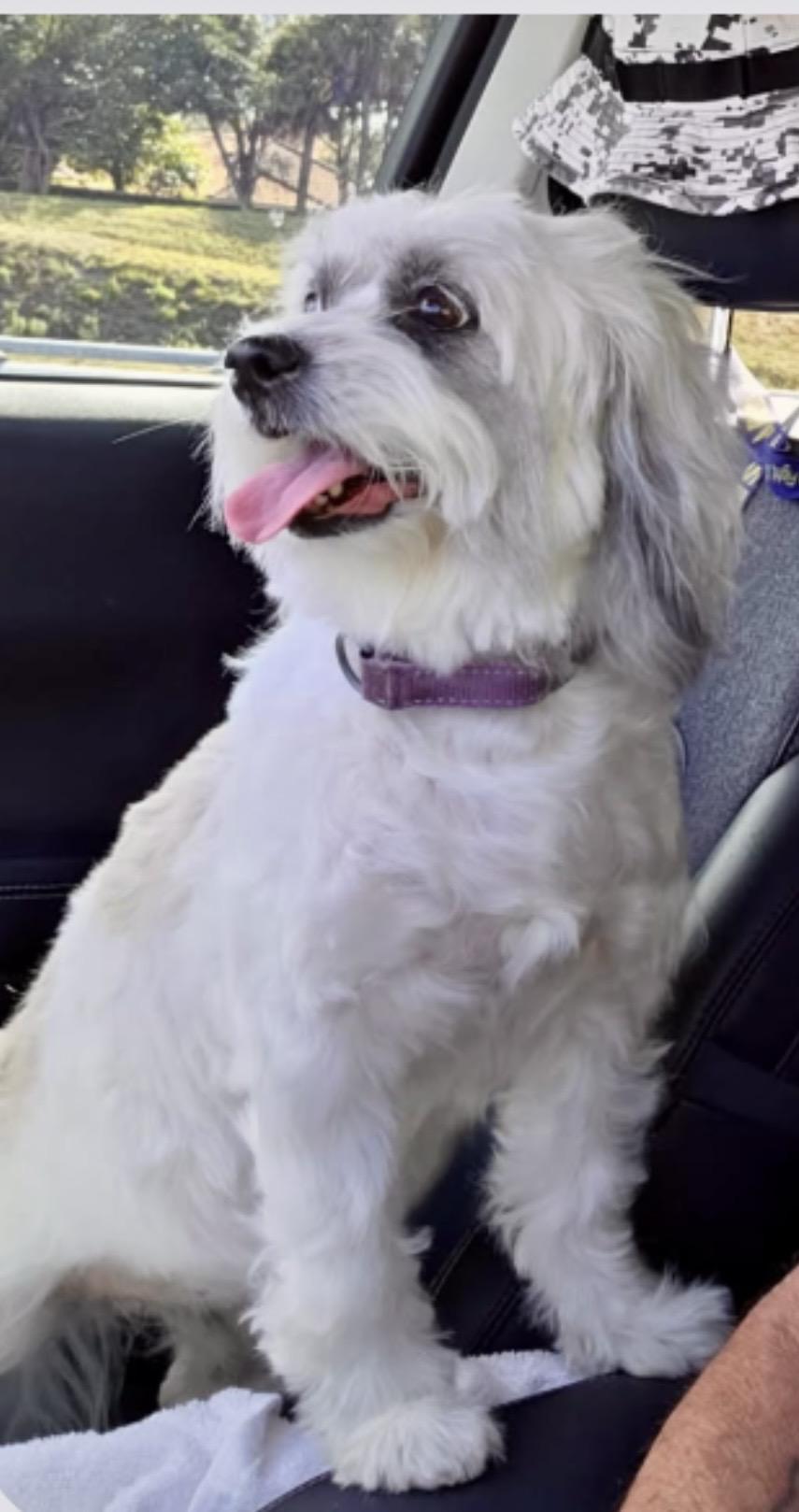 Maci , an adopted mixed breed in West Palm Beach, FL image 2/6