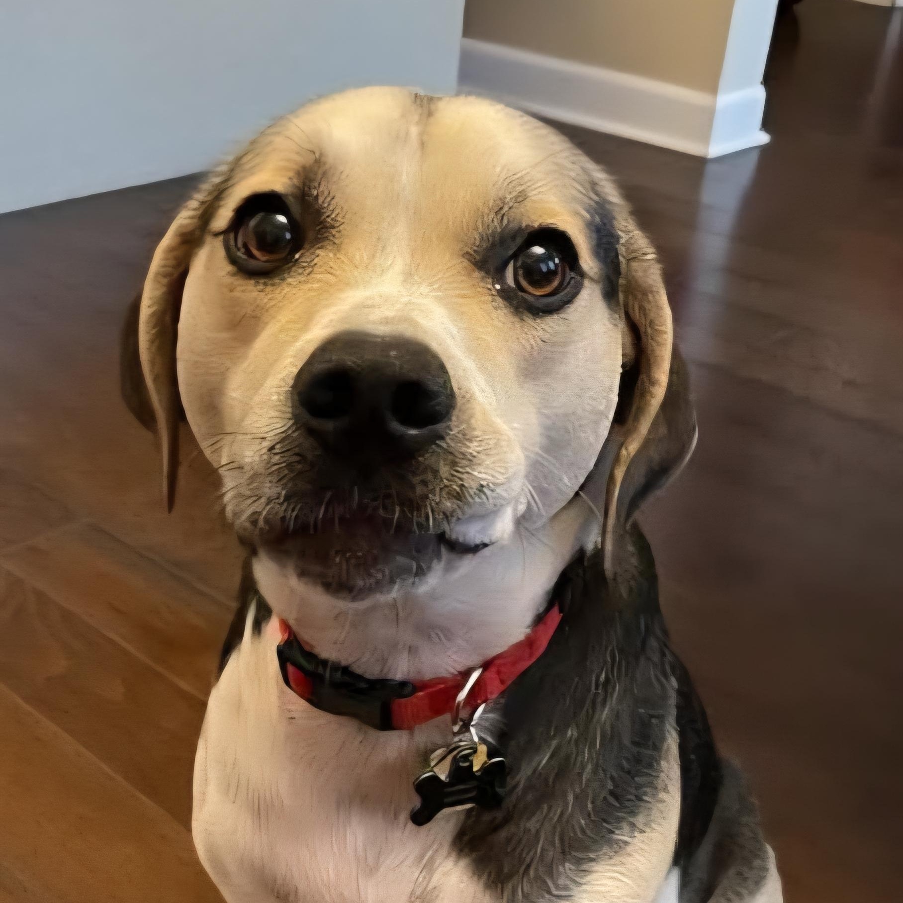 Theo, Adoptable, Adult Male Beagle & Labrador Retriever.