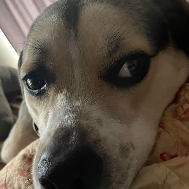 Theo, a Adoptable mixed breed in Lafayette, TN image 3/4