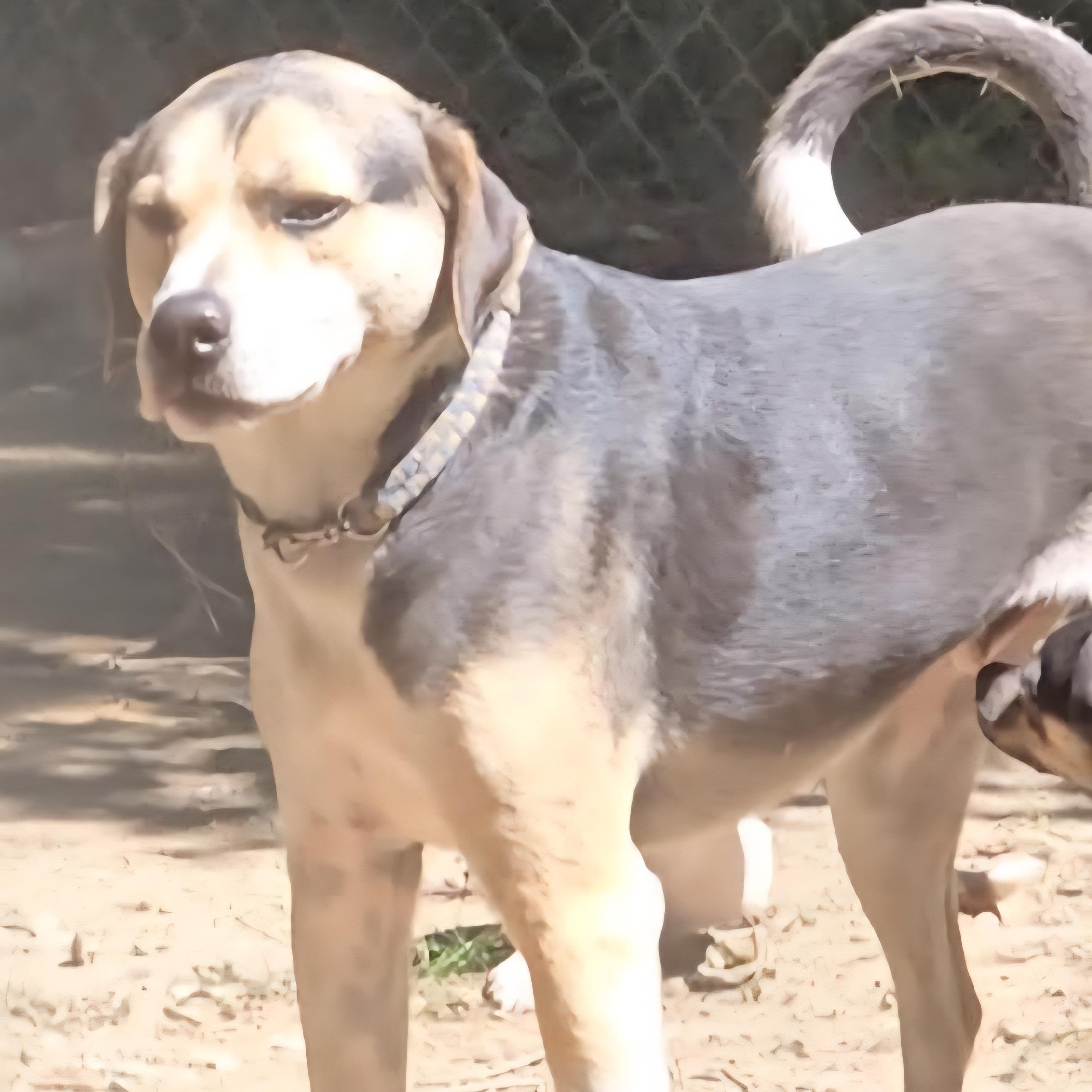 Theo, a Adoptable mixed breed in Lafayette, TN image 2/4