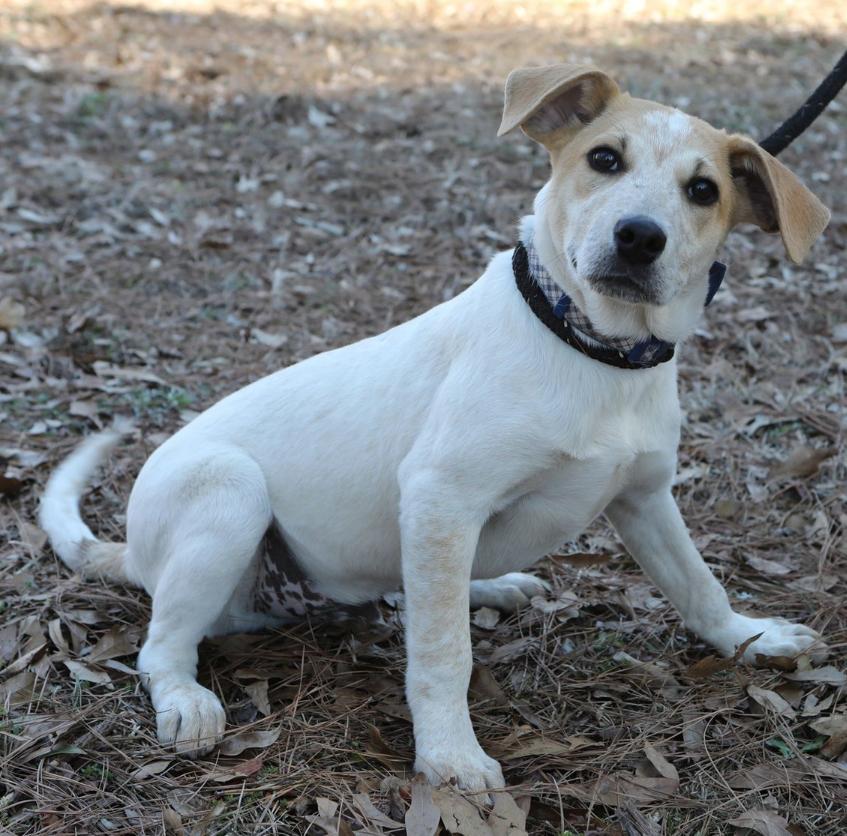 Magnum. Urgently needs Foster or Adopter, Adoptable, Young Male Beagle & Hound.