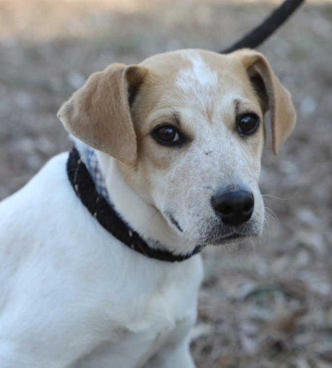 Enlarge Magnum. Urgently needs Foster or Adopter, a Adoptable mixed breed in Decatur, GA image 2/3