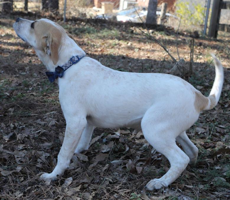 Enlarge Magnum. Urgently needs Foster or Adopter, a Adoptable mixed breed in Decatur, GA image 3/3