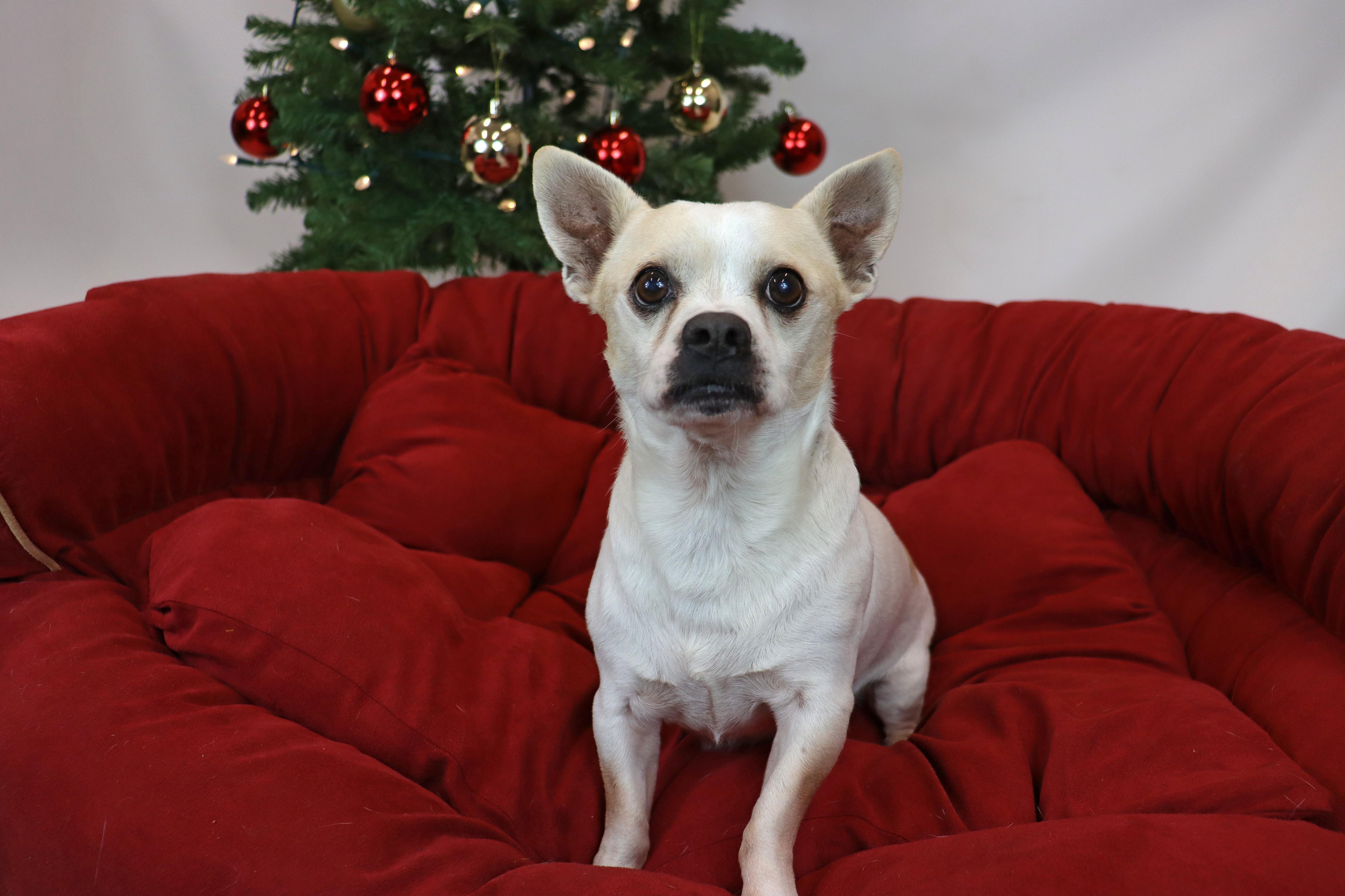 Enlarge Paul, a ADOPTABLE Chihuahua in Clovis, CA image 1/2