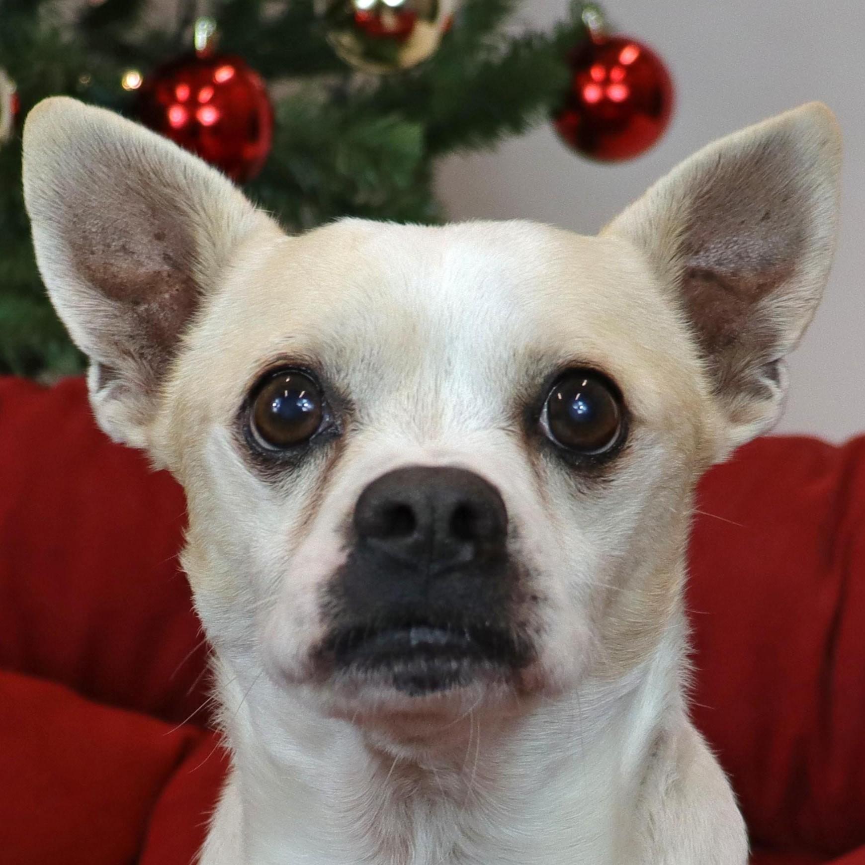 Enlarge Paul, a ADOPTABLE Chihuahua in Clovis, CA image 2/2