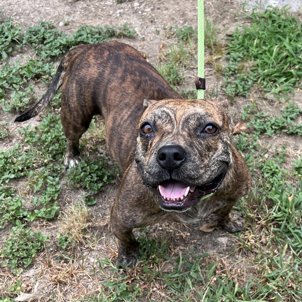 Enlarge Frannie, a Adoptable mixed breed in Denison, TX image 1/6