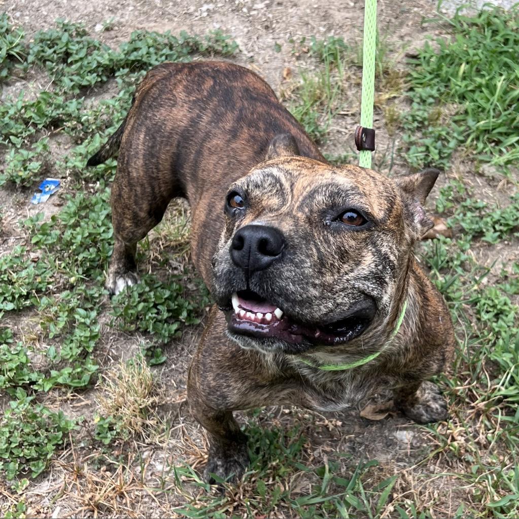 Enlarge Frannie, a Adoptable mixed breed in Denison, TX image 2/6