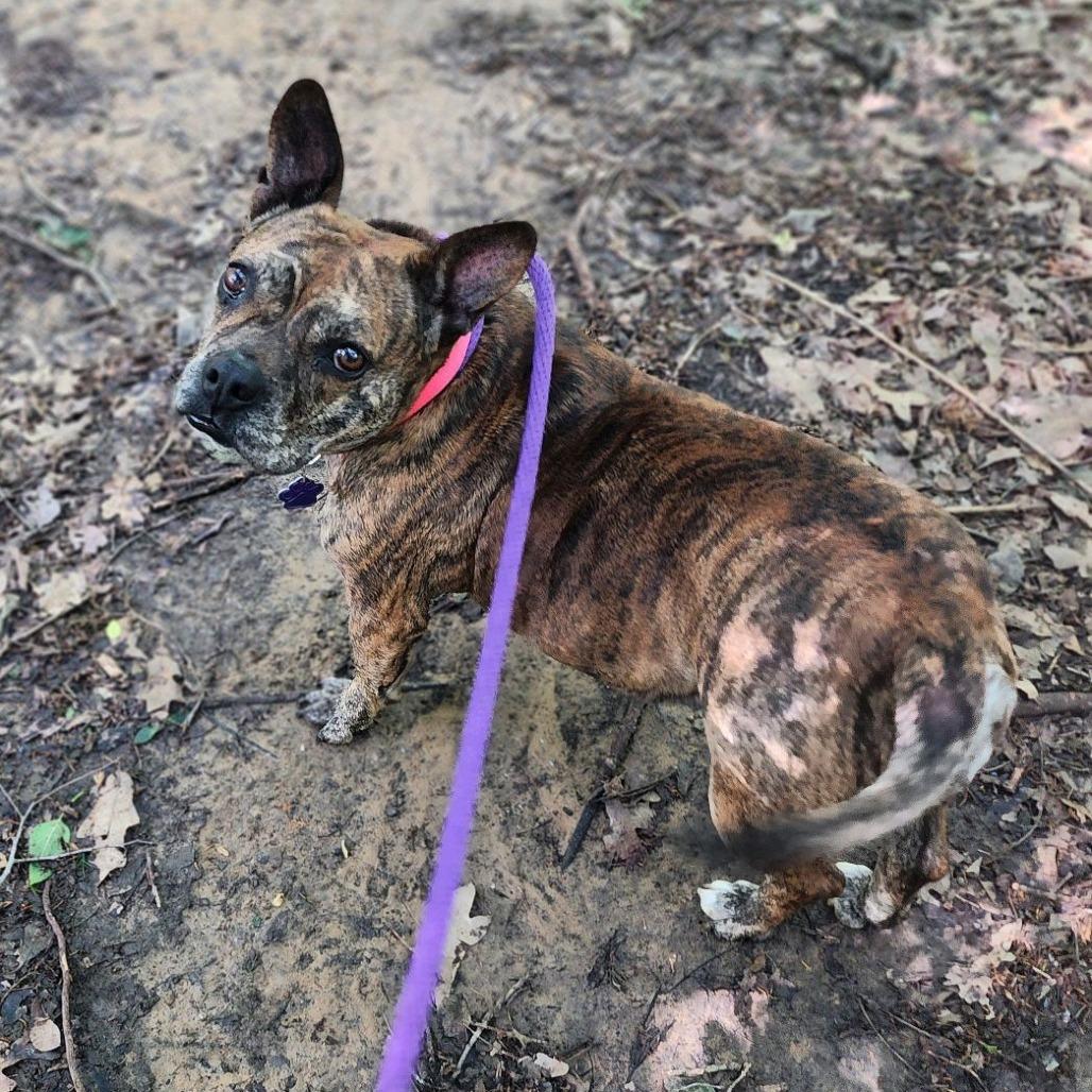 Enlarge Frannie, a Adoptable mixed breed in Denison, TX image 3/6