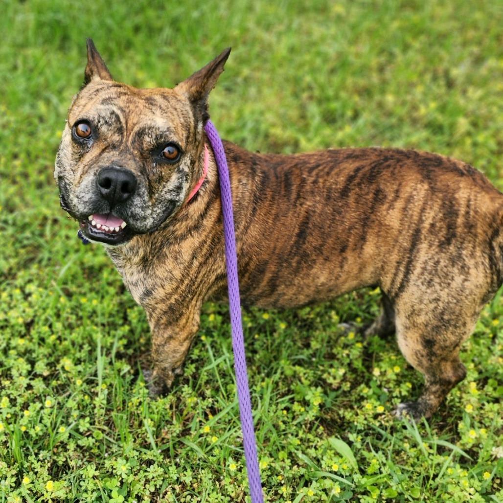Enlarge Frannie, a Adoptable mixed breed in Denison, TX image 4/6