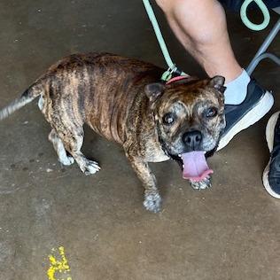 Enlarge Frannie, a Adoptable mixed breed in Denison, TX image 5/6