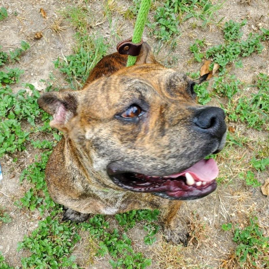 Enlarge Frannie, a Adoptable mixed breed in Denison, TX image 6/6