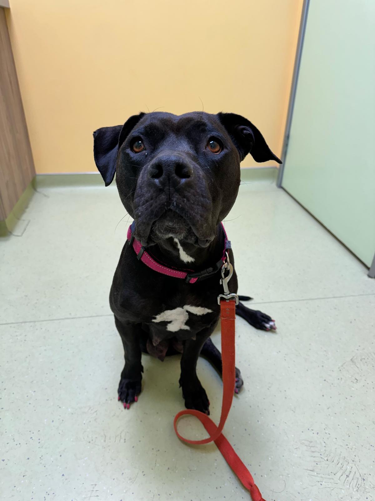 Lilo, ADOPTABLE, Adult Female Pit Bull Terrier.