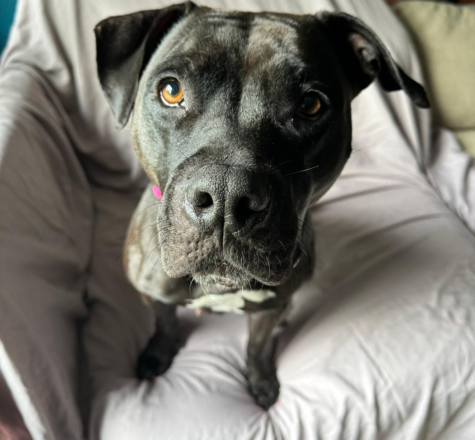 Lilo, a ADOPTABLE Pit Bull Terrier in San Diego, CA image 3/6