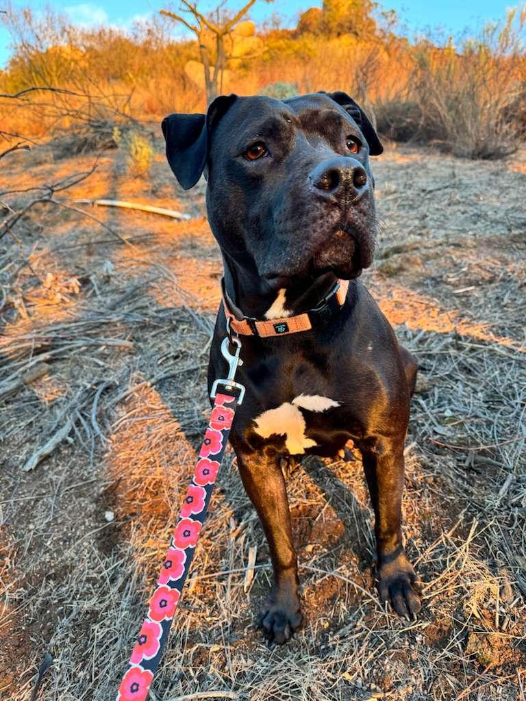 Lilo, a ADOPTABLE Pit Bull Terrier in San Diego, CA image 4/6