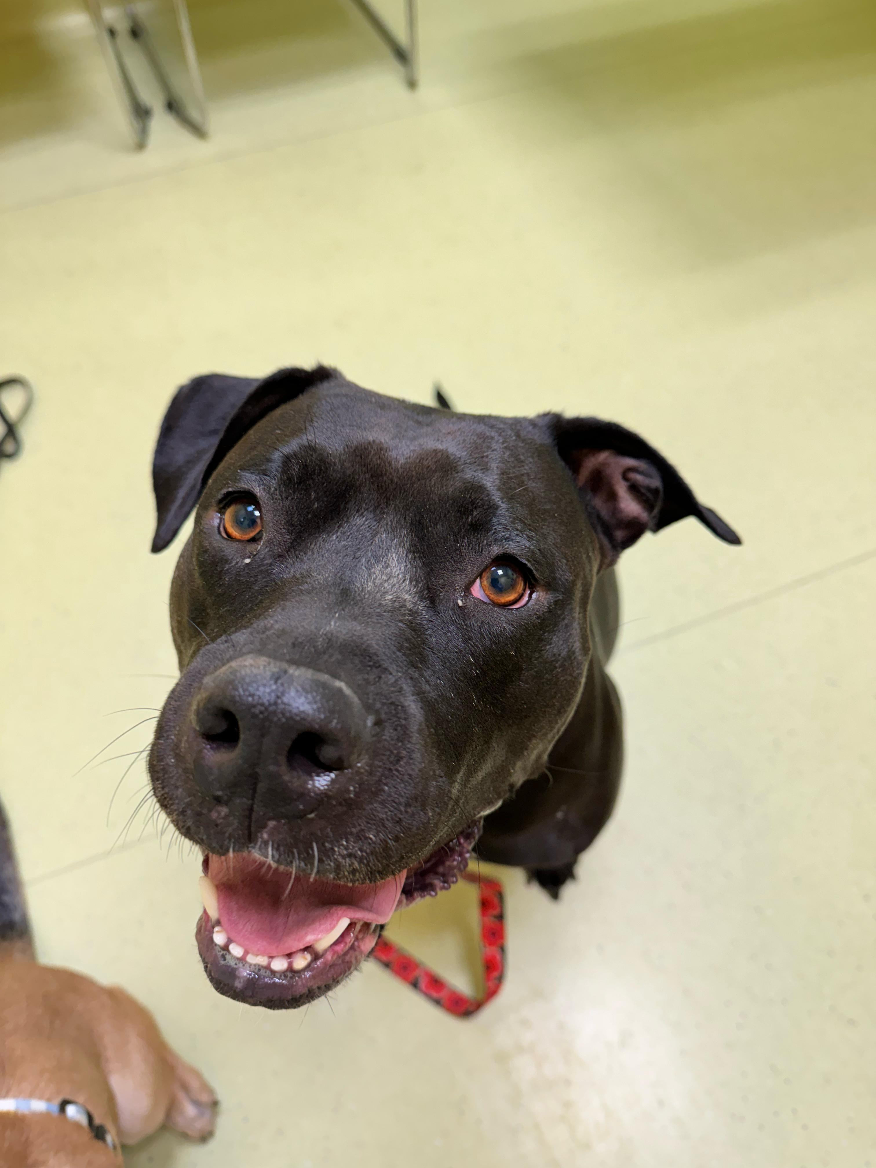 Lilo, ADOPTABLE, Adult Female Pit Bull Terrier.