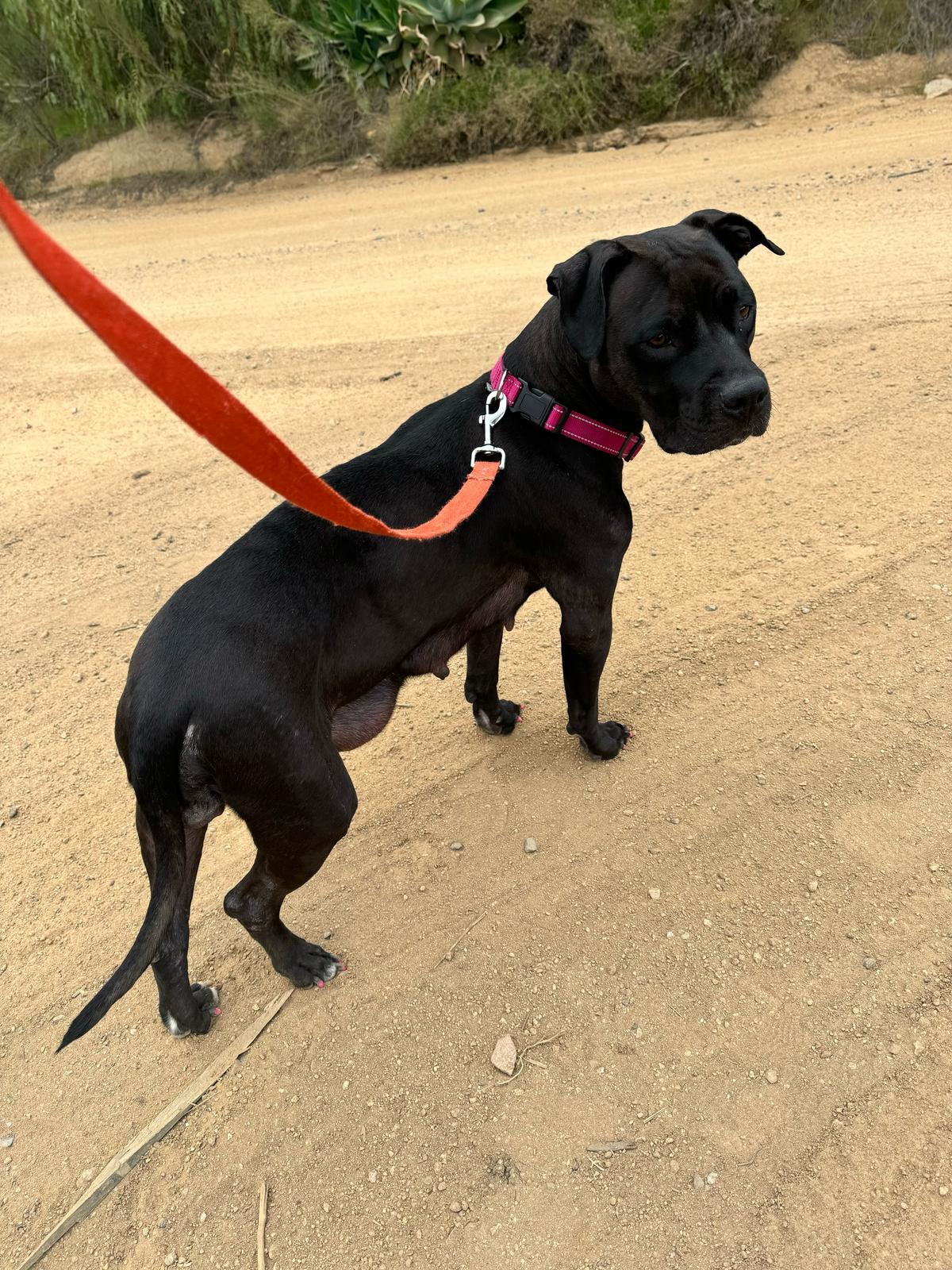 Lilo, a ADOPTABLE Pit Bull Terrier in San Diego, CA image 6/6
