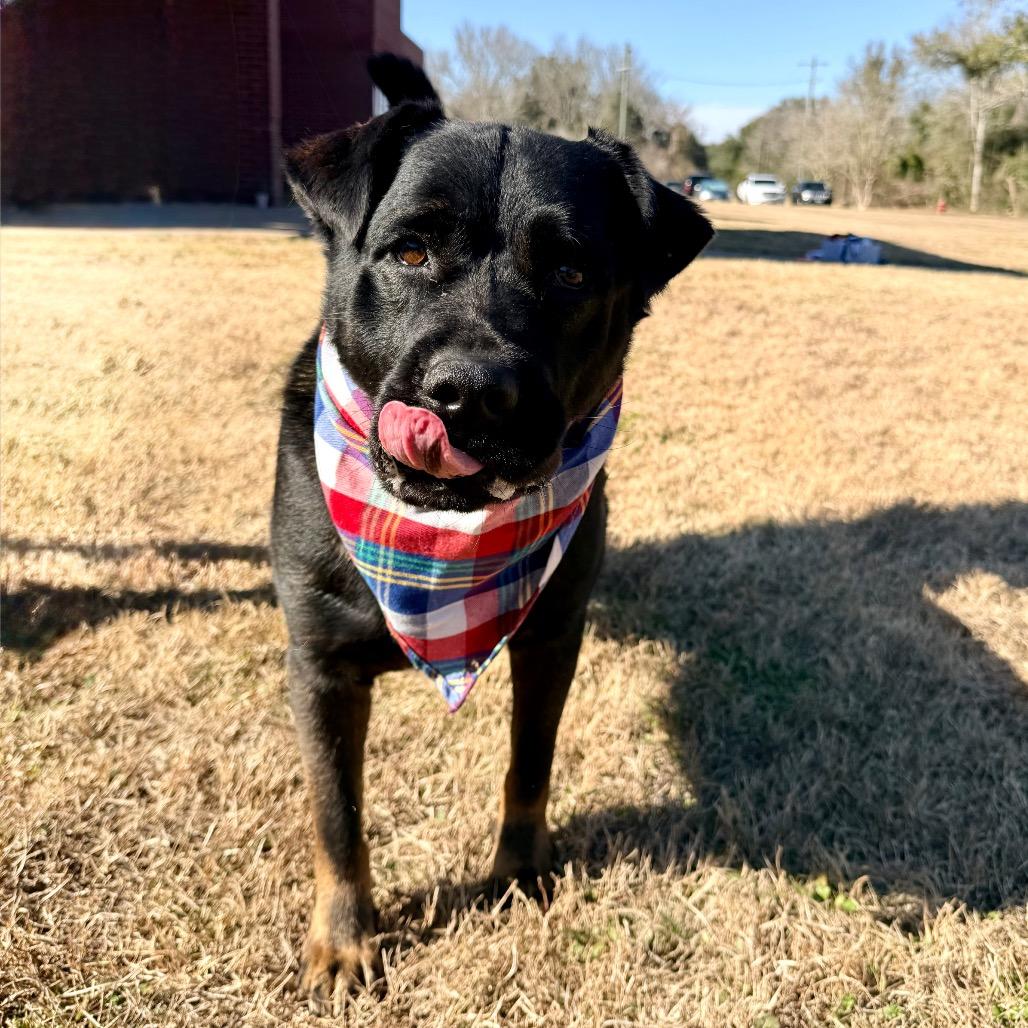 Mouse Jet — thumbnail 3