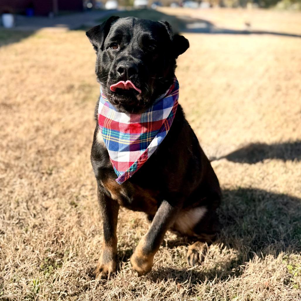 Mouse Jet — thumbnail 6