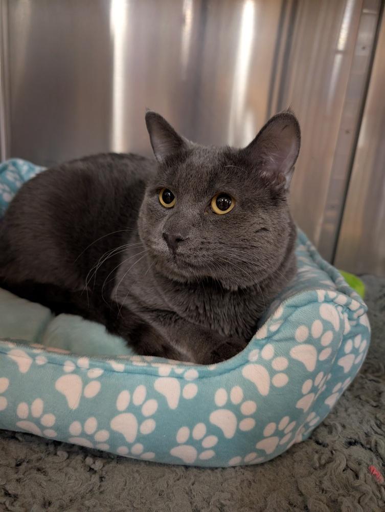 Mr. Grey, Adoptable, Adult Male Russian Blue.
