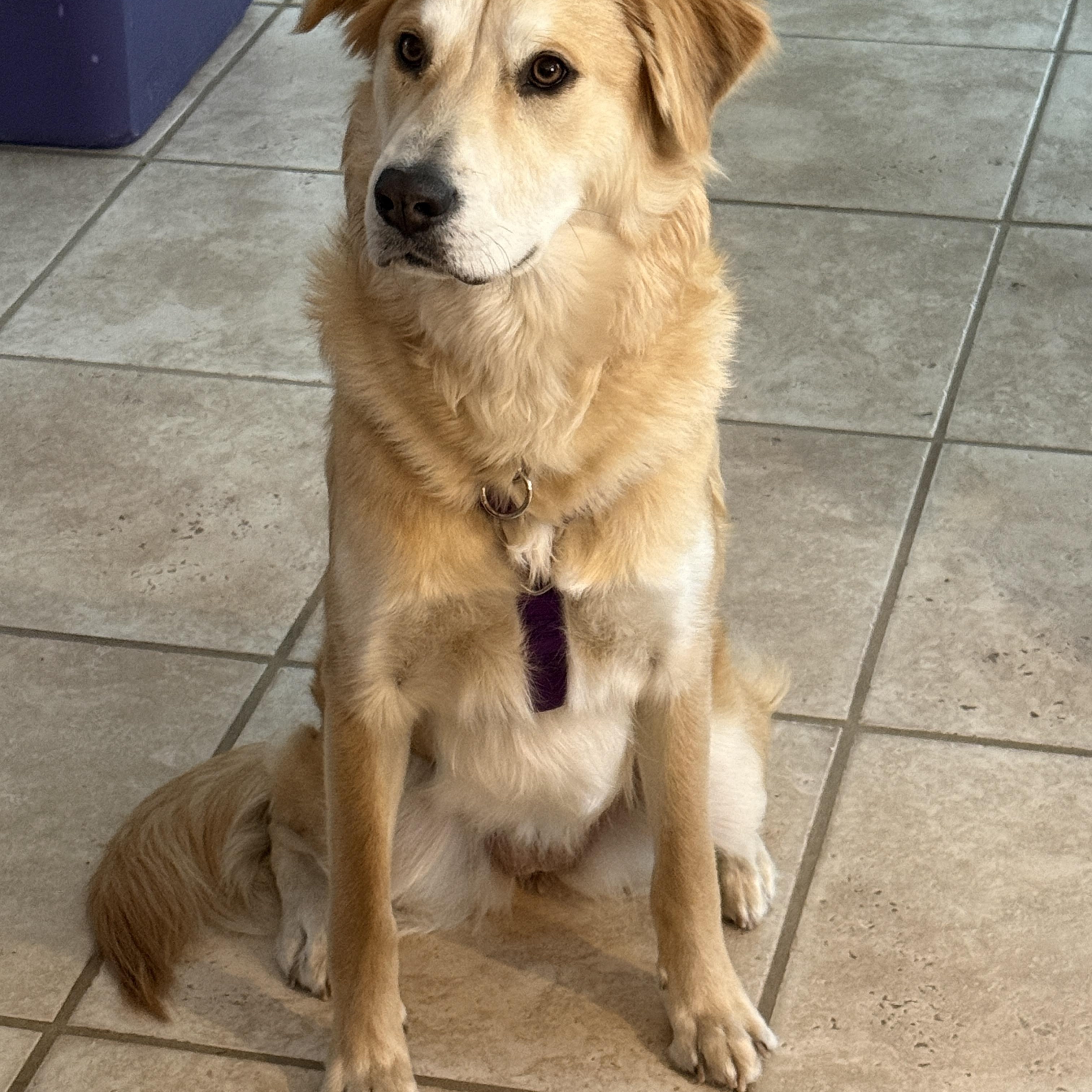 Enlarge Lucy, an adoptable mixed breed in New Canaan, CT image 3/6