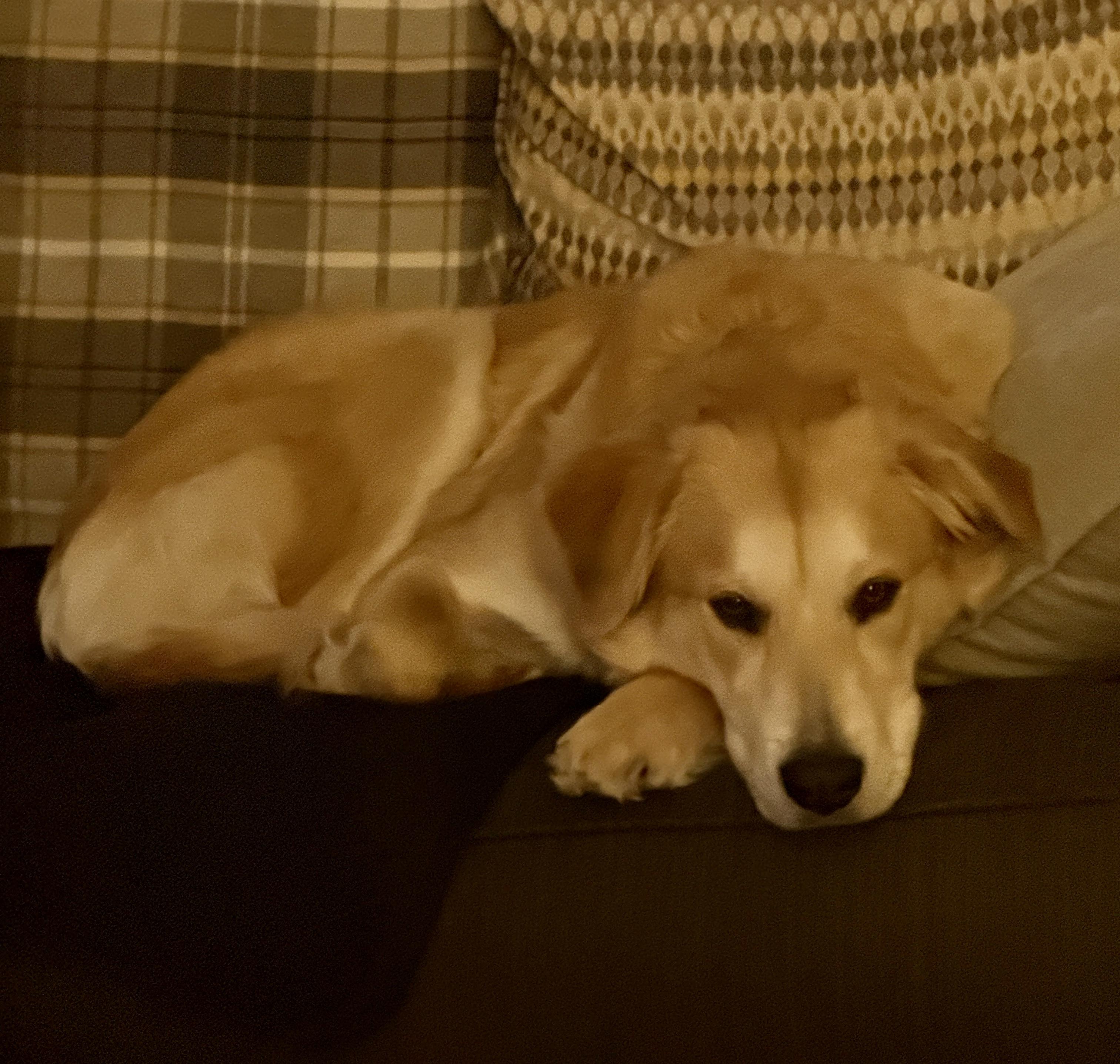 Enlarge Lucy, an adoptable mixed breed in New Canaan, CT image 6/6