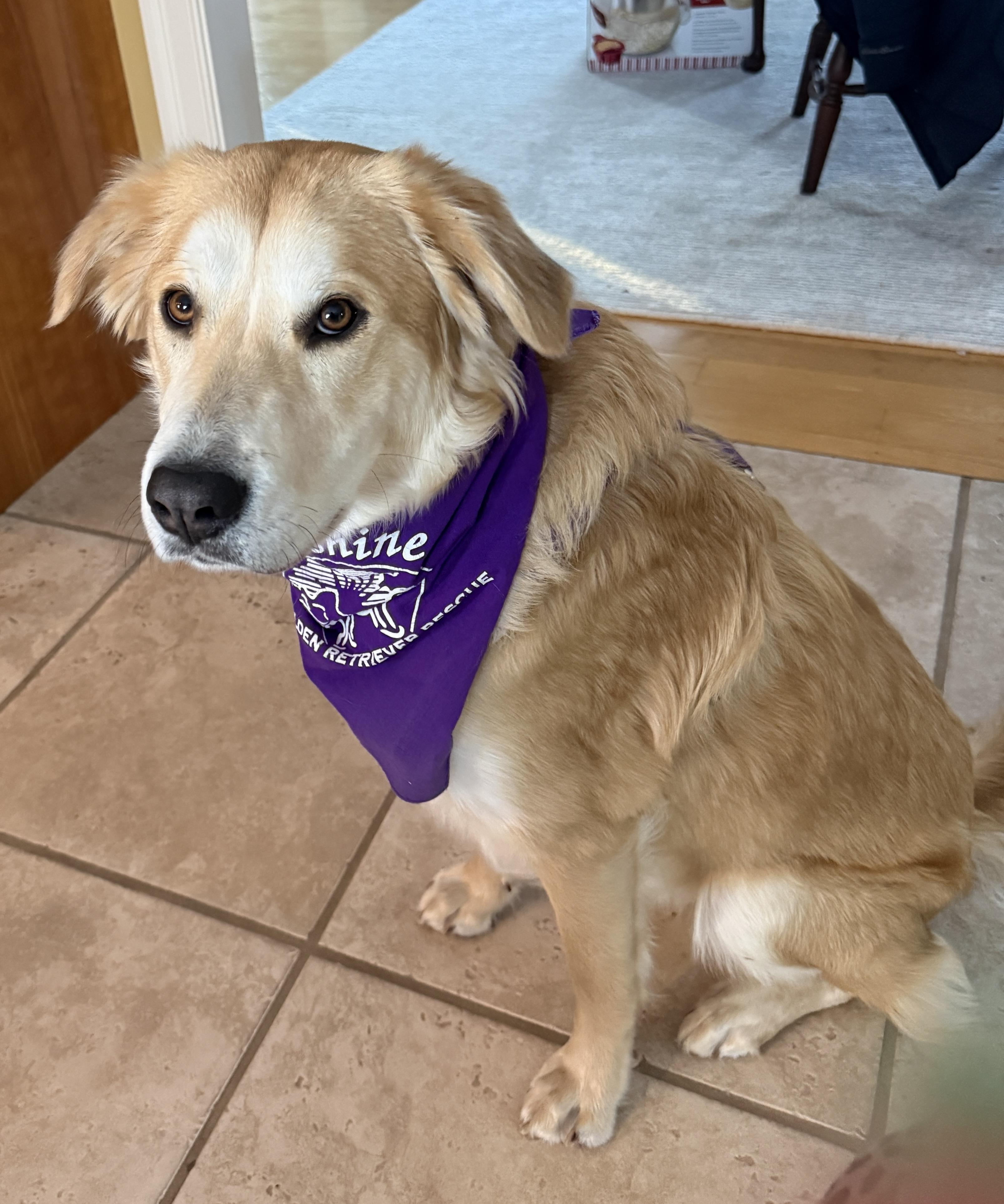 Enlarge Lucy, an adoptable mixed breed in New Canaan, CT image 5/6