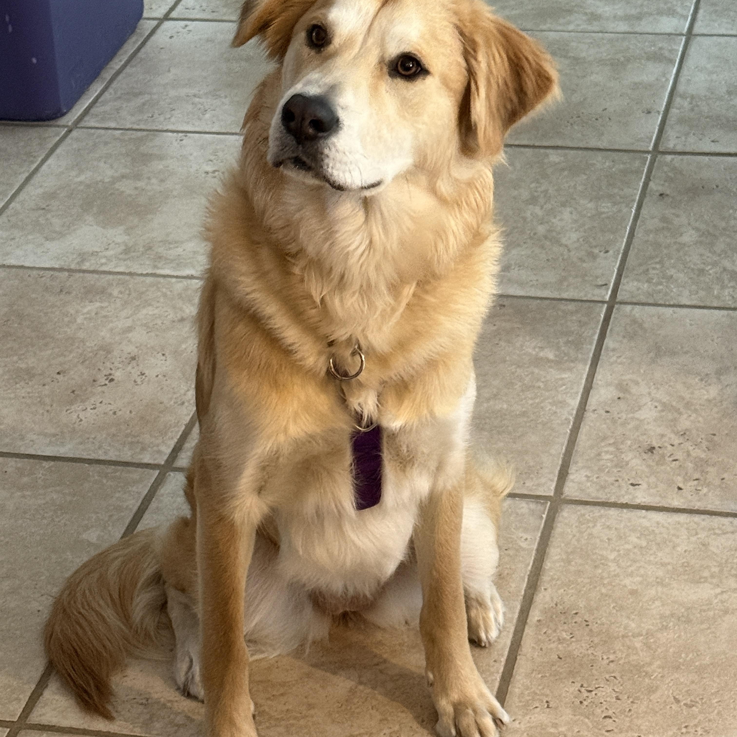 Enlarge Lucy, an adoptable mixed breed in New Canaan, CT image 1/6