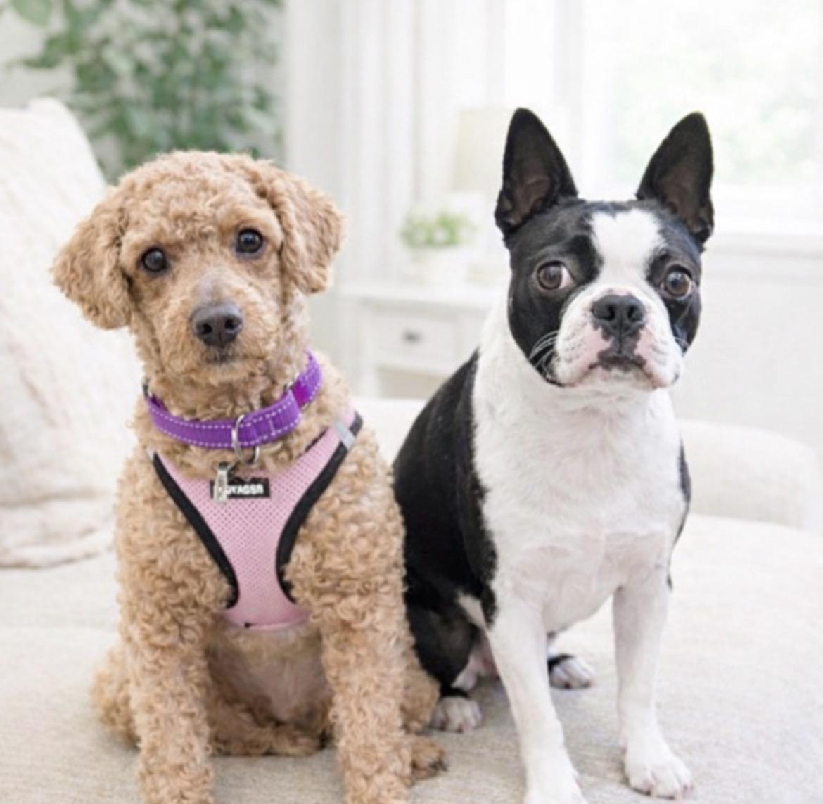 Roxy & Minnie, Adoptable, Adult Female Miniature Poodle.