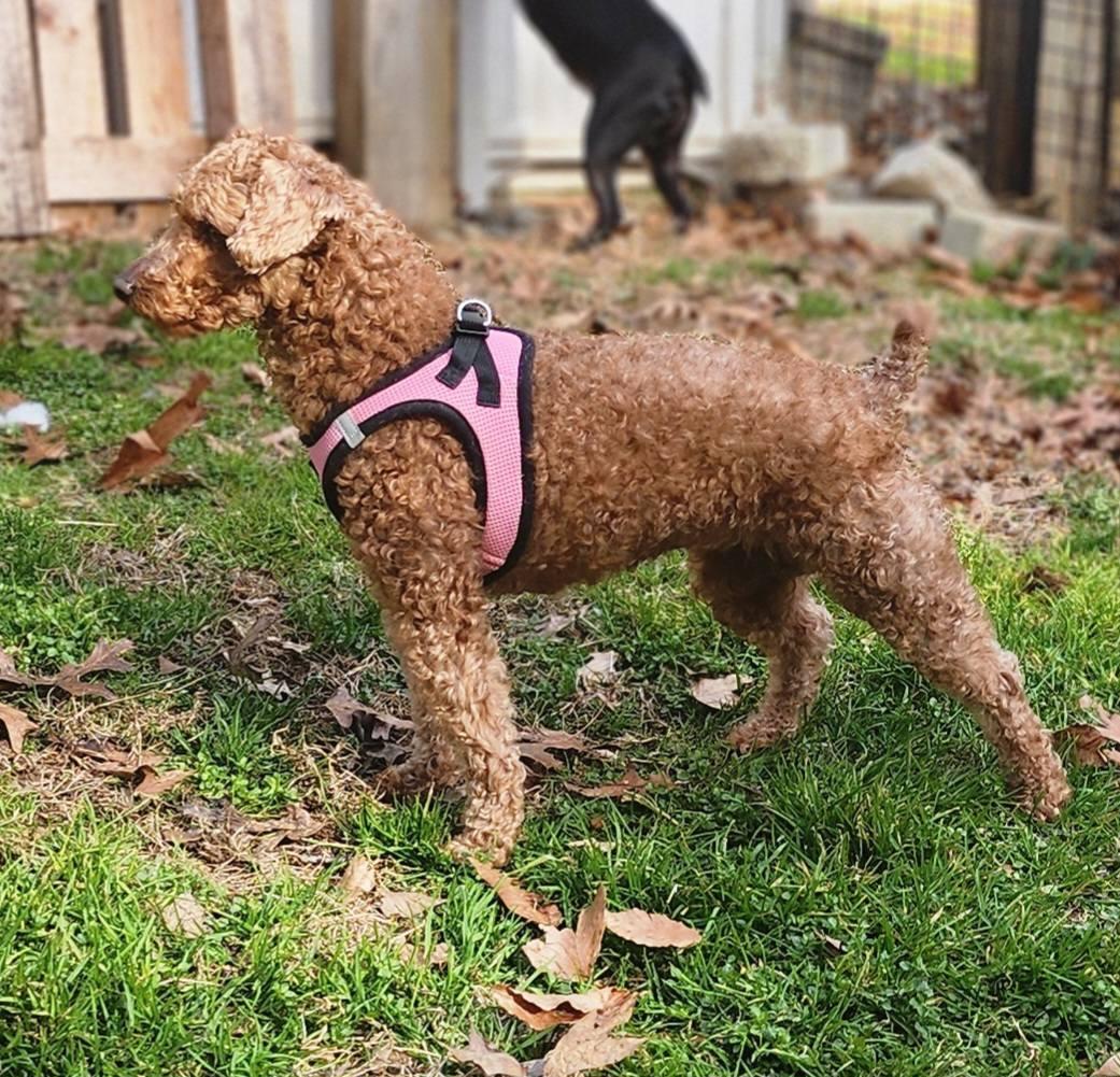 Enlarge Roxy & Minnie, a Adoptable Miniature Poodle in Huntingtown, MD image 3/6
