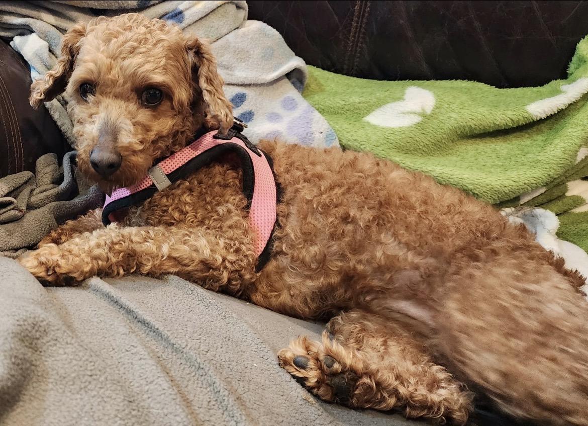 Enlarge Roxy & Minnie, a Adoptable Miniature Poodle in Huntingtown, MD image 4/6