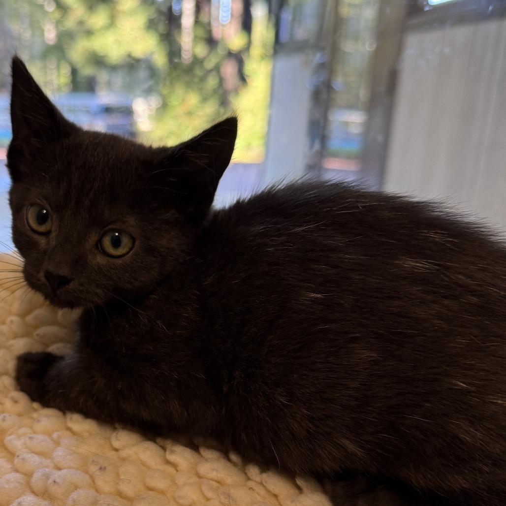 Noel, a Adoptable Domestic Short Hair in Canton, IL image 3/3