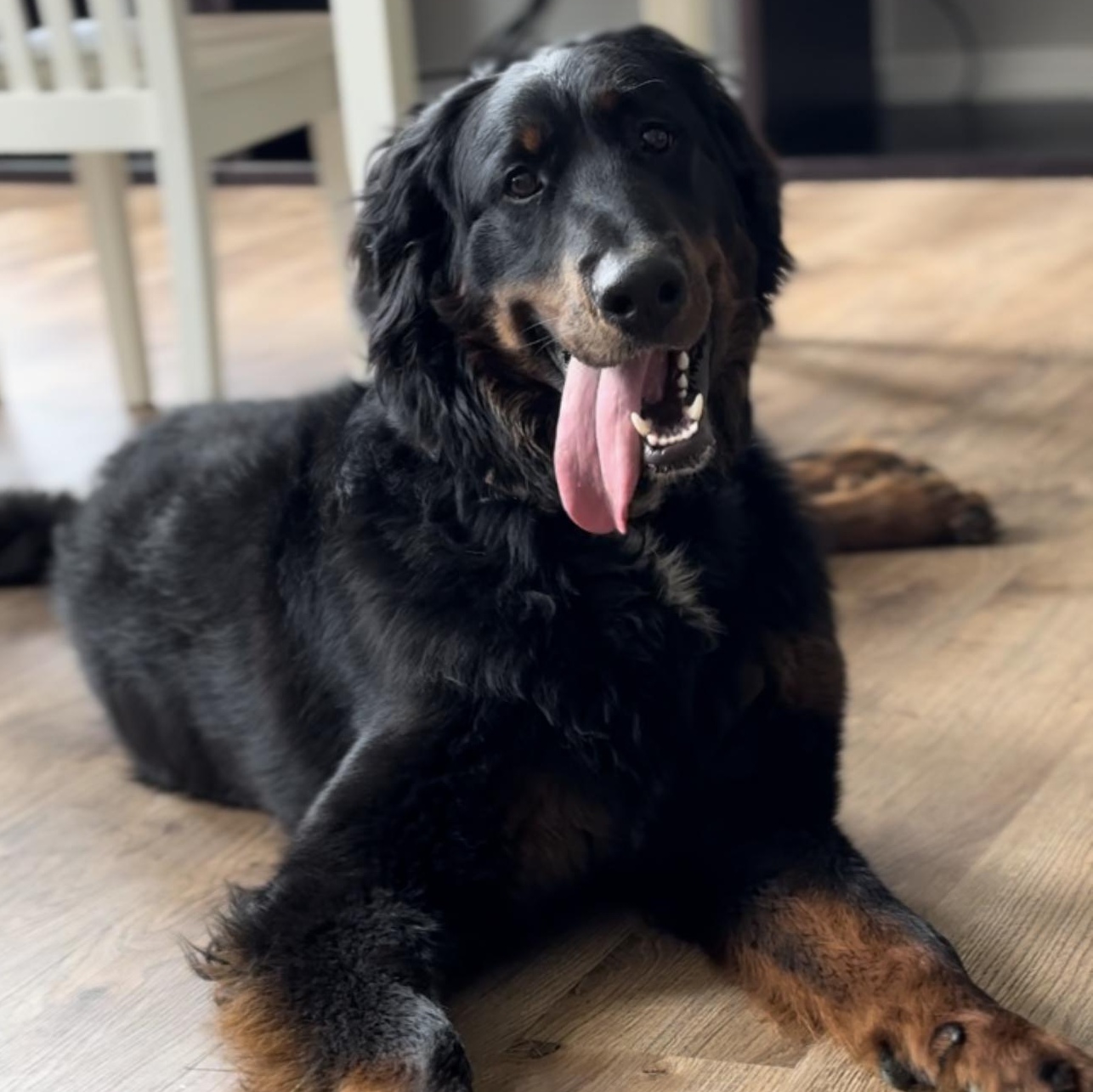 Teddy, Adopted, Young Male Bernese Mountain Dog & Labrador Retriever.