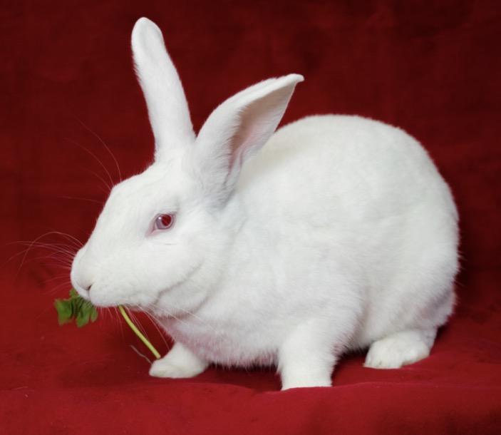 Enlarge The Fridge, a ADOPTABLE Florida White in Chicago, IL image 1/1