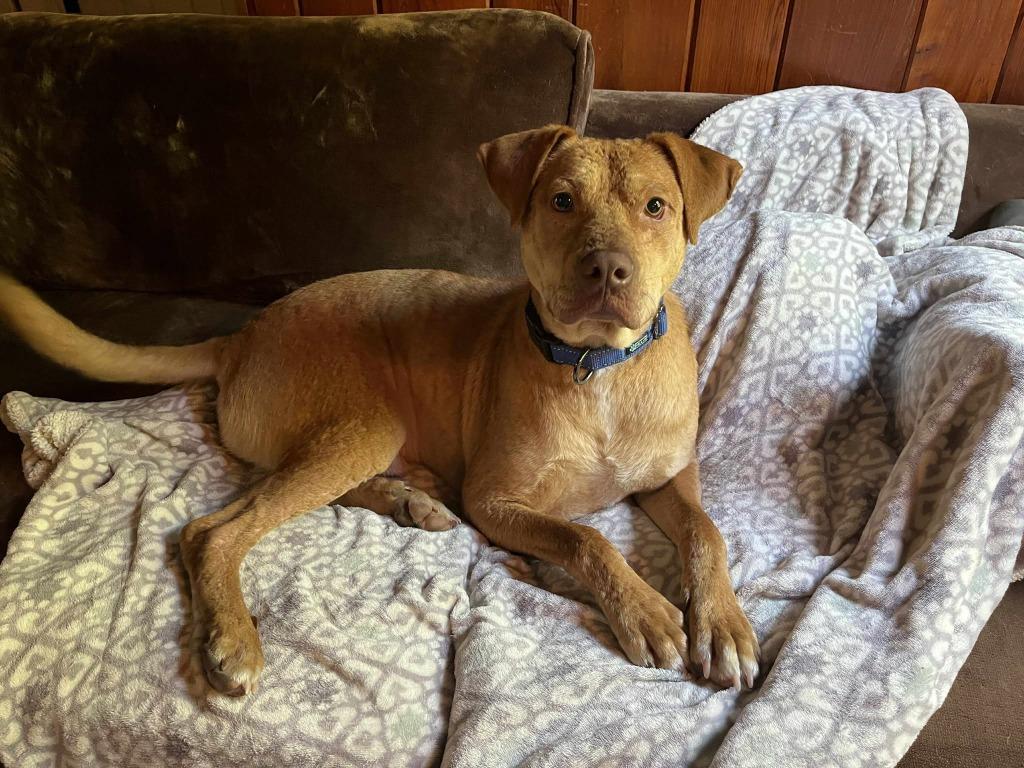 Elliot, Adoptable, Senior Male Hound.