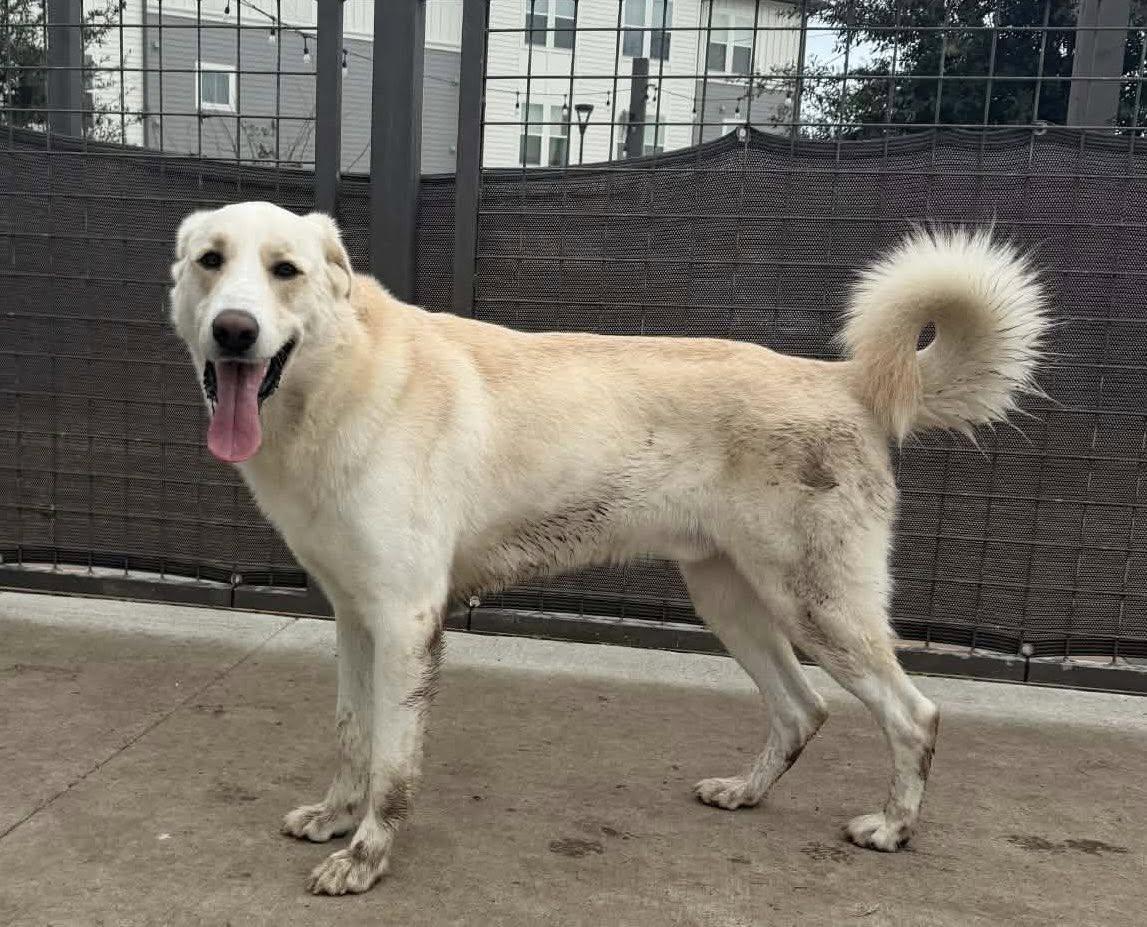 Enlarge THEODORE, an adoptable mixed breed in Alvin, TX image 2/2