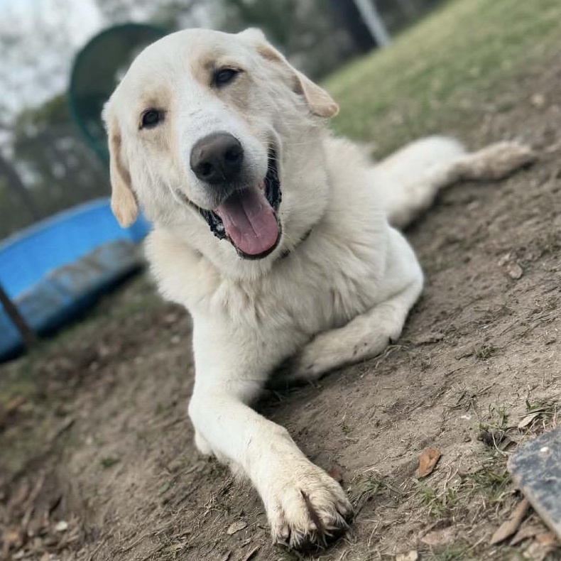 THEODORE, adoptable, Young Male Anatolian Shepherd.