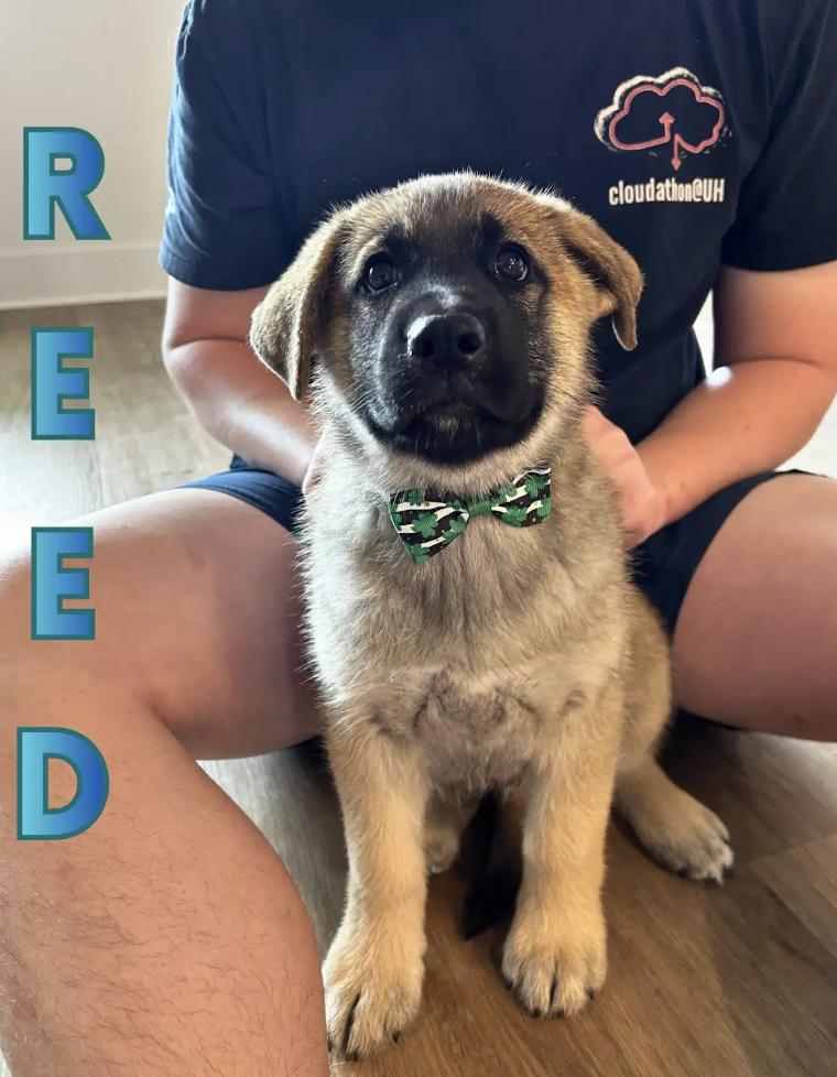 Reed, adopted, Puppy Male Shepherd & Husky.