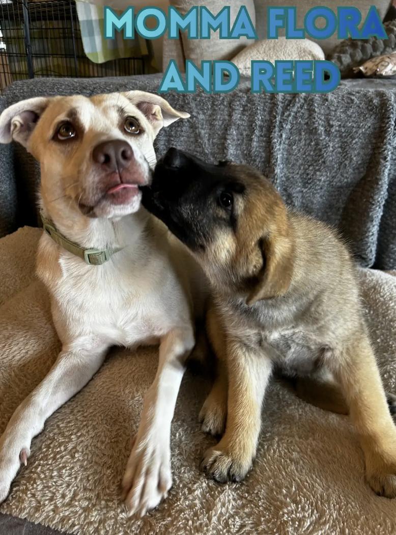 Enlarge Reed, an adopted mixed breed in Orlando, FL image 2/3