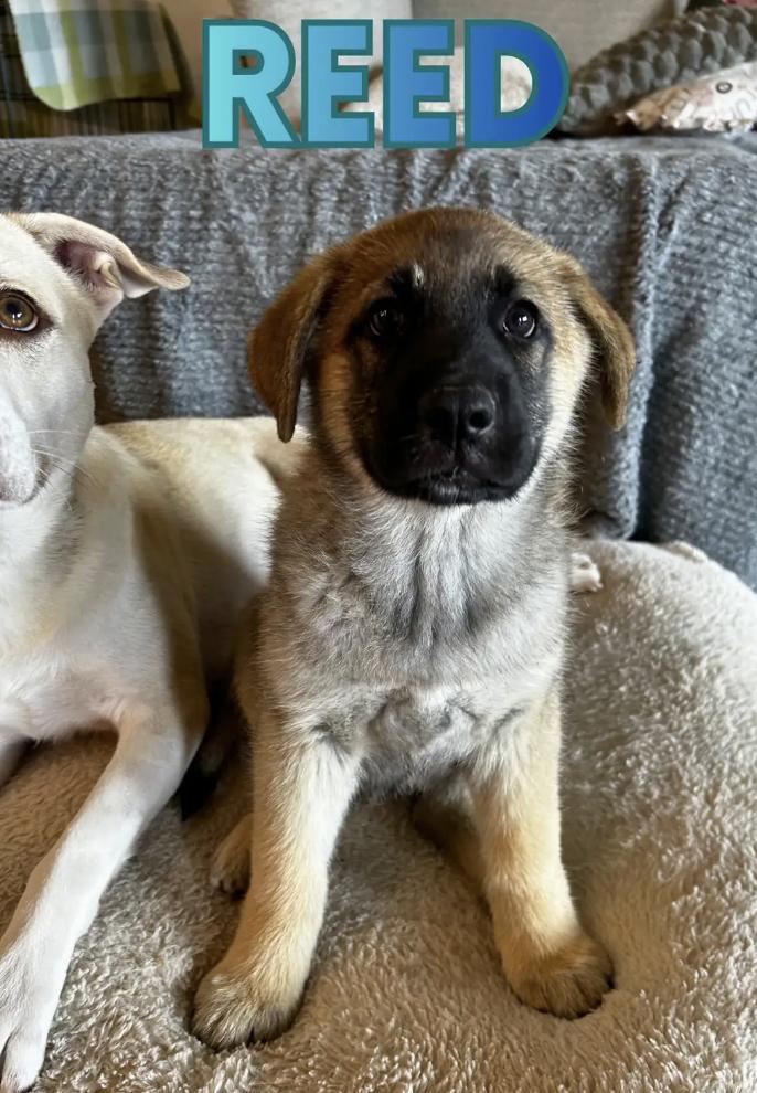 Enlarge Reed, an adopted mixed breed in Orlando, FL image 3/3