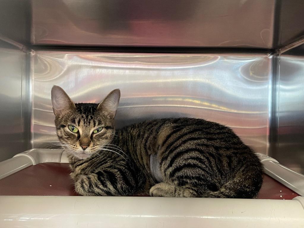 Raquel, Adoptable, Adult Female Domestic Medium Hair.