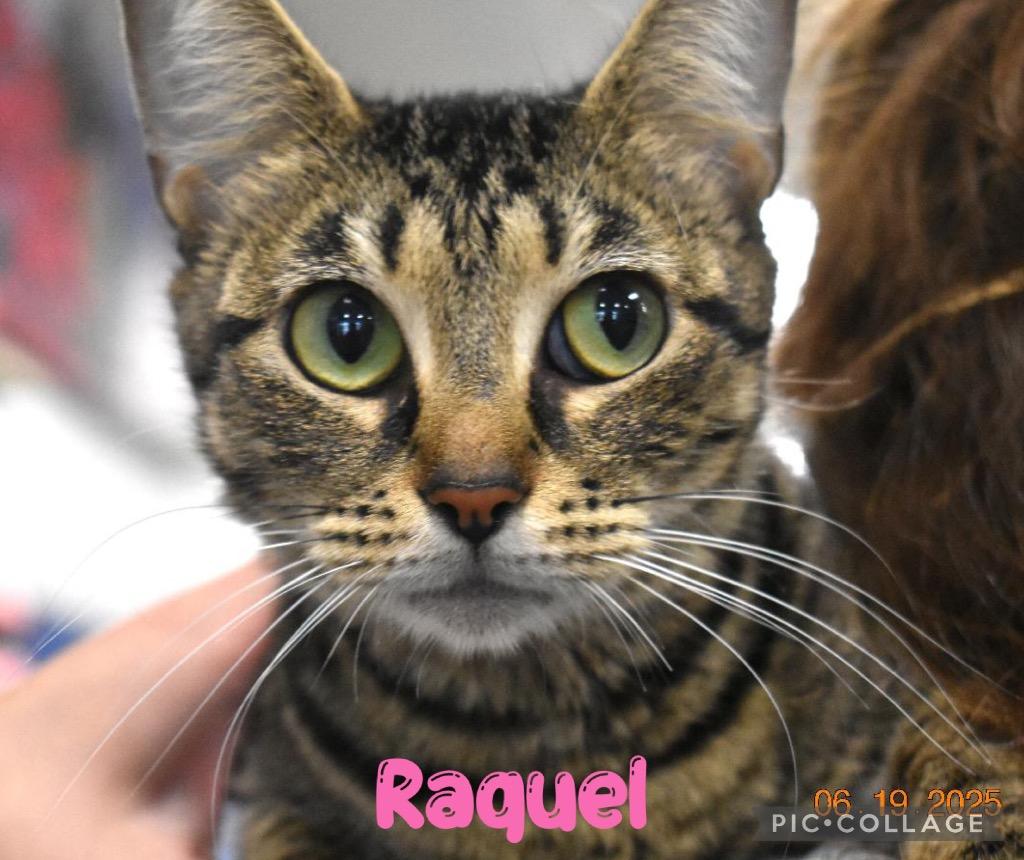 Enlarge Raquel, a Adoptable mixed breed in Fort Oglethorpe, GA image 2/4