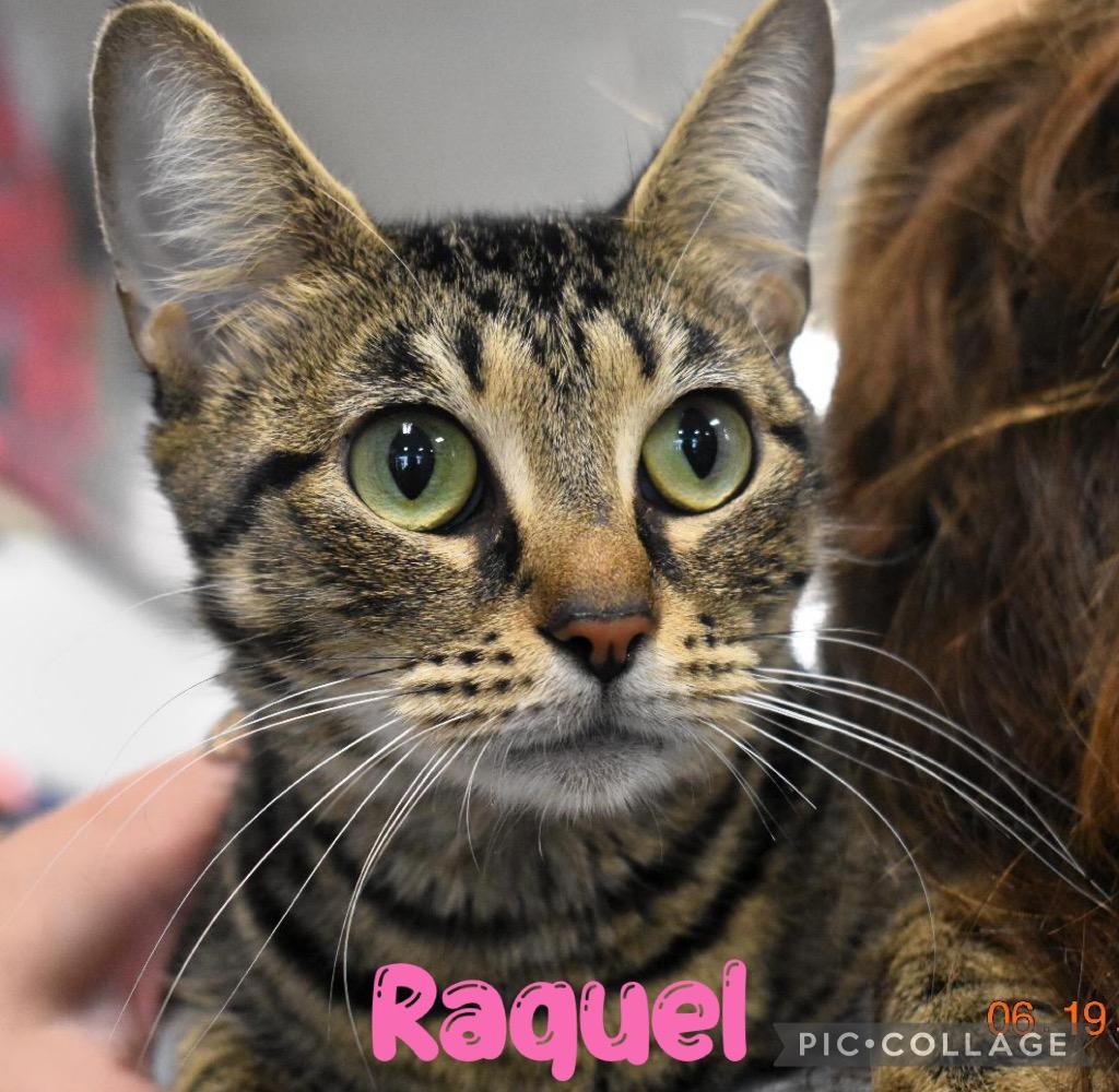Raquel, a Adoptable mixed breed in Fort Oglethorpe, GA image 3/4